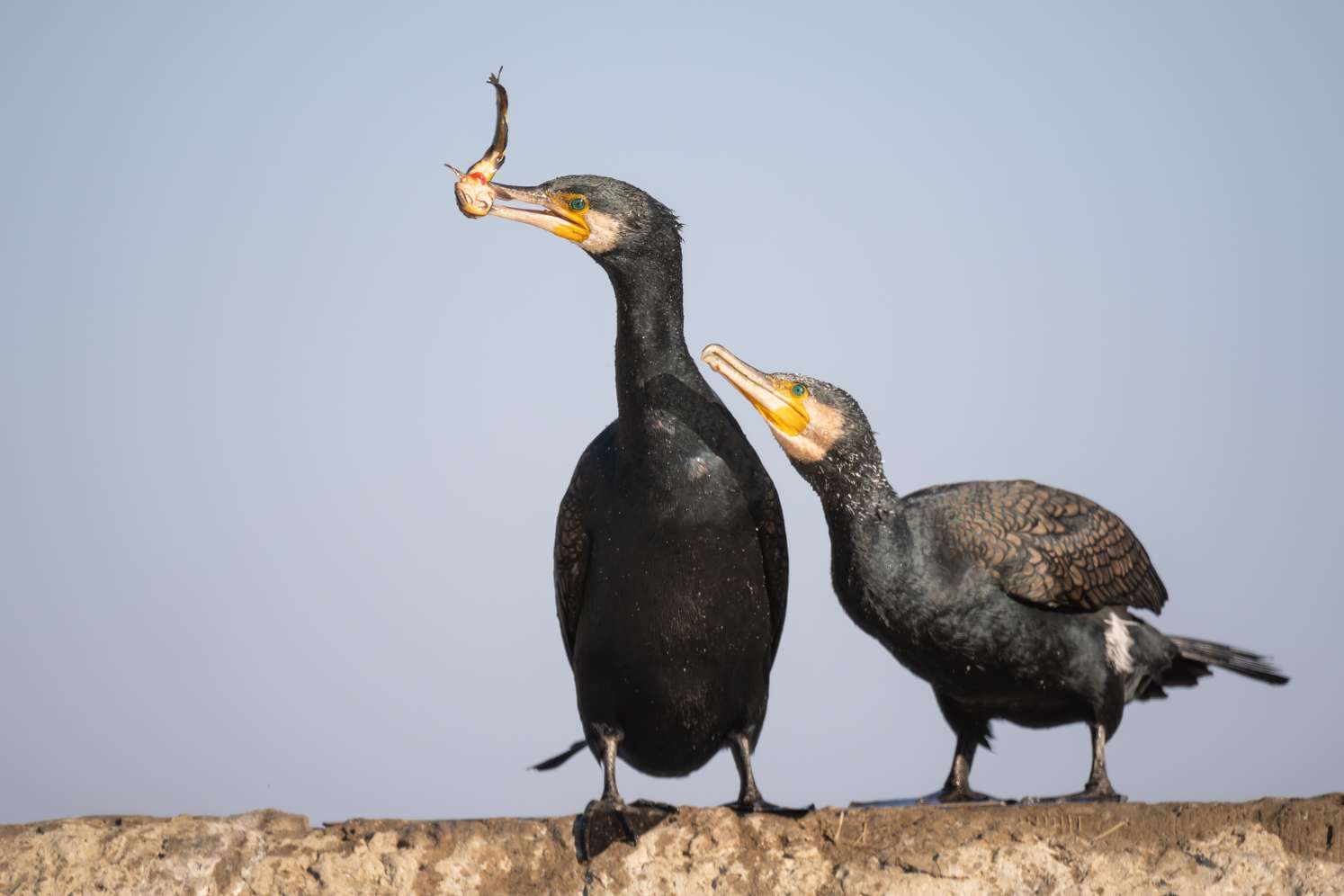 Kormoran (Tier)