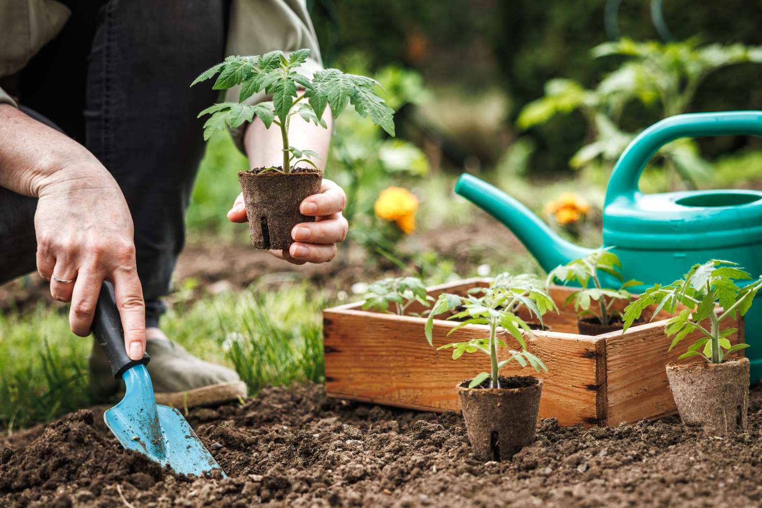 Mann pflanzt Tomaten im Garten