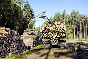 Holz wird verladen