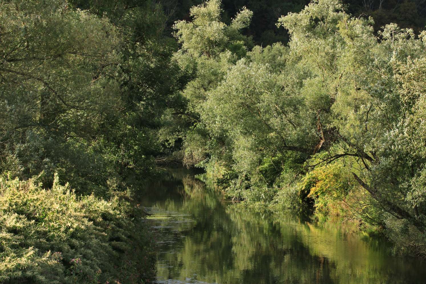 Auwald