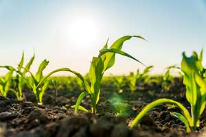 Junge Maispflanzen wachsen auf einem Feld bei Sonnenaufgang, mit Sonnenstrahlen, die die grünen Blätter erhellen.