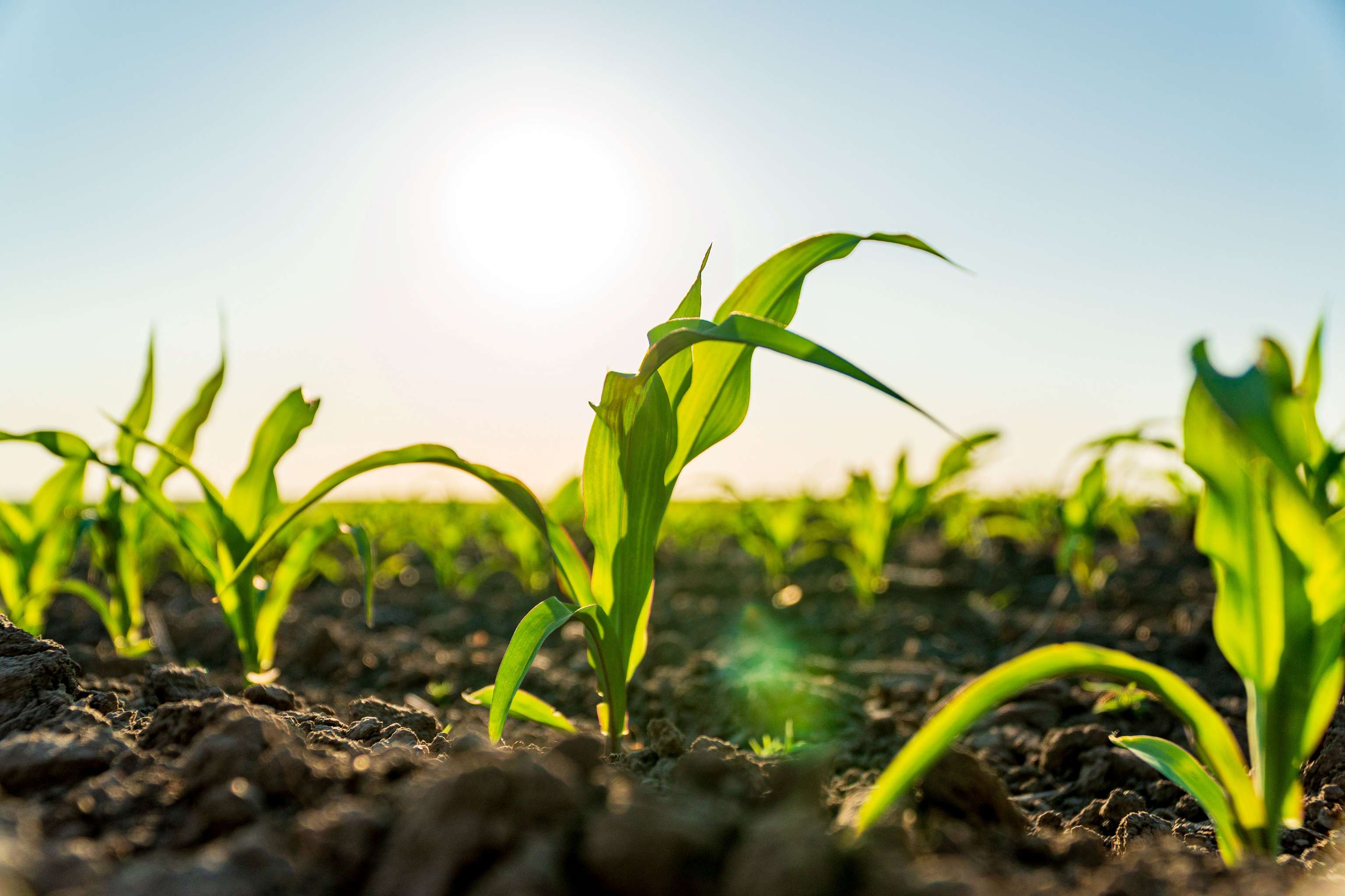 Junge Maispflanzen wachsen auf einem Feld bei Sonnenaufgang, mit Sonnenstrahlen, die die grünen Blätter erhellen.