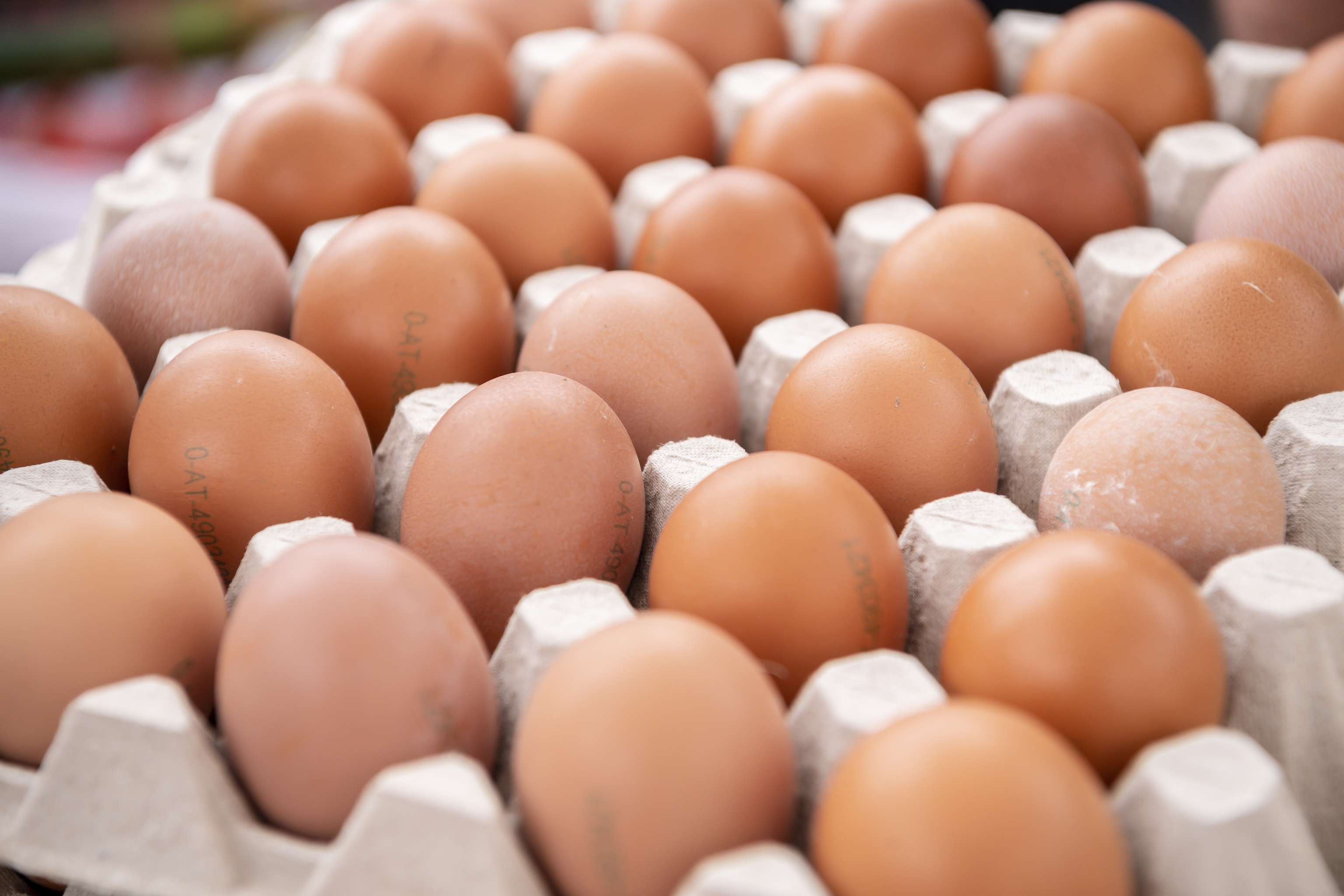 Eier