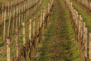 Weinreben_Fruehlingsbeginn_3-ID83653.jpg