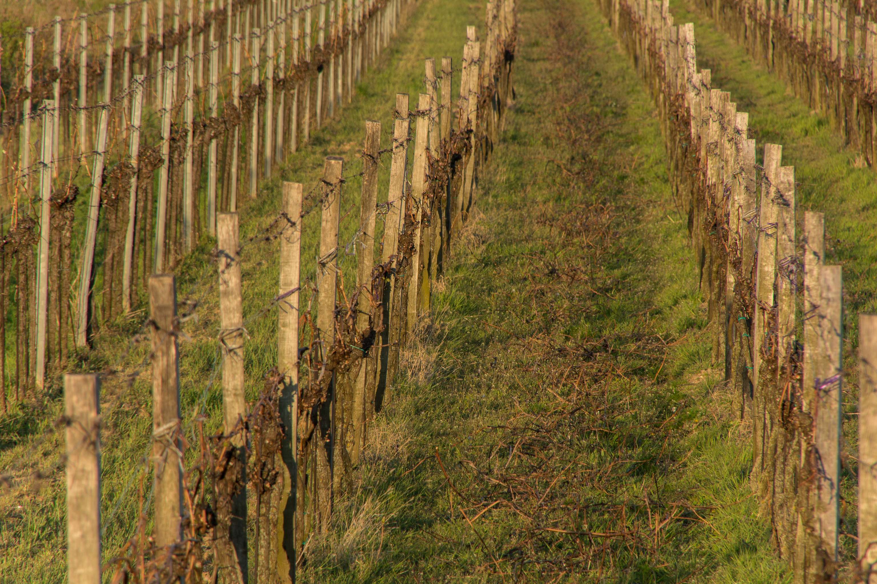 Weinreben_Fruehlingsbeginn_3-ID83653.jpg