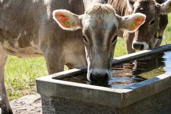 Bei Hitze ist die Wasserversorgung besonders wichtig.