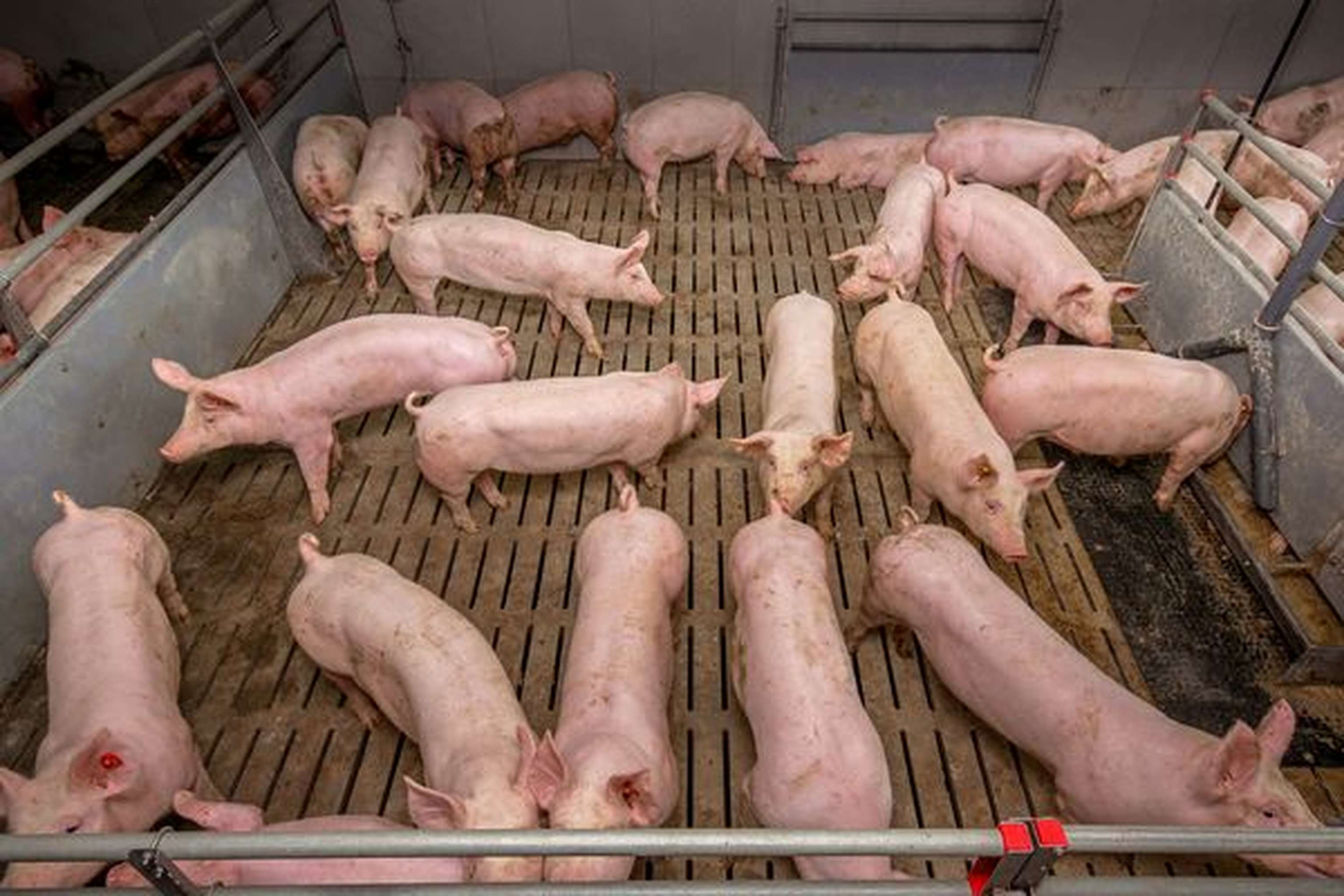 2350 06 Agrarfoto032