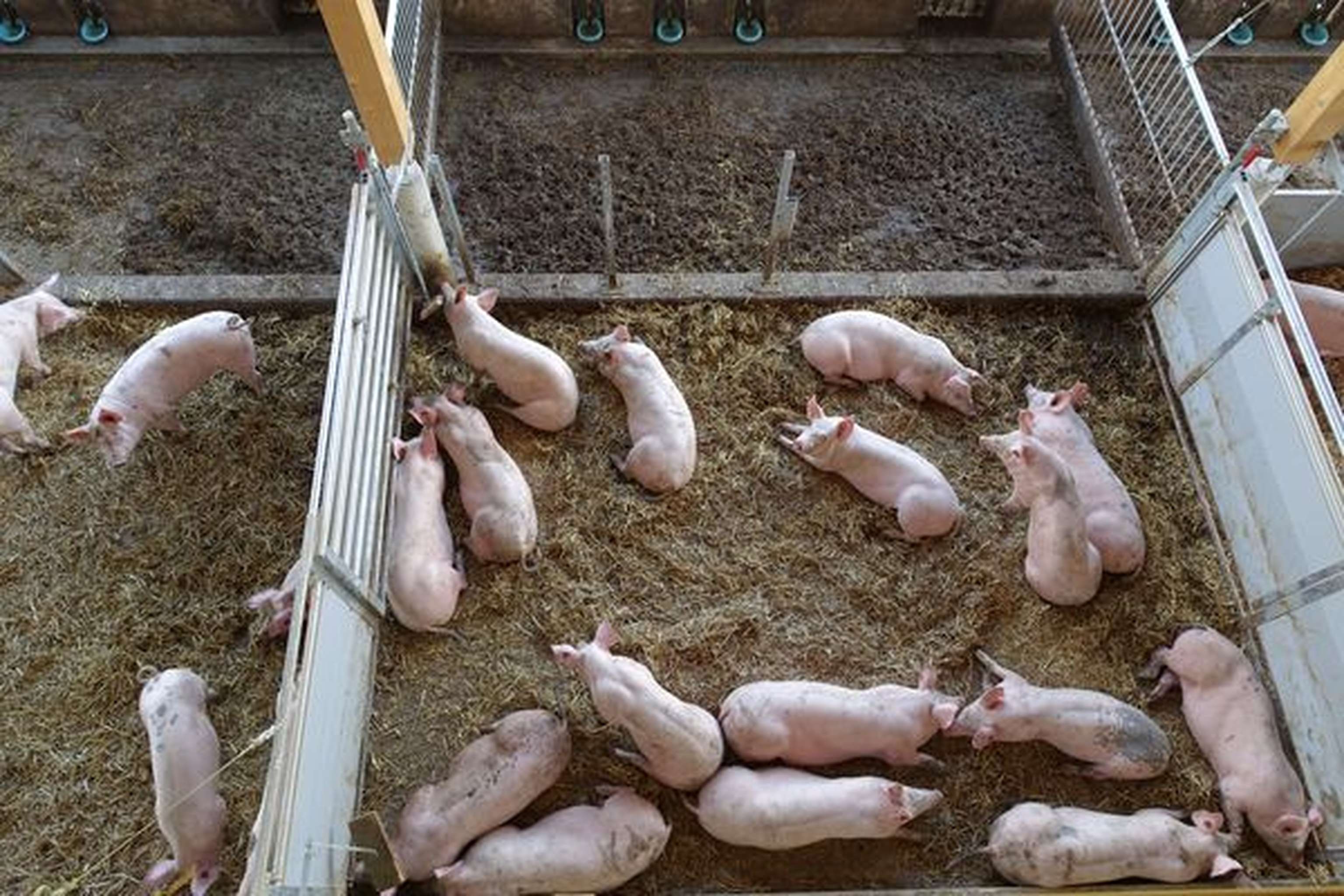 2350 06 Hagmueller05