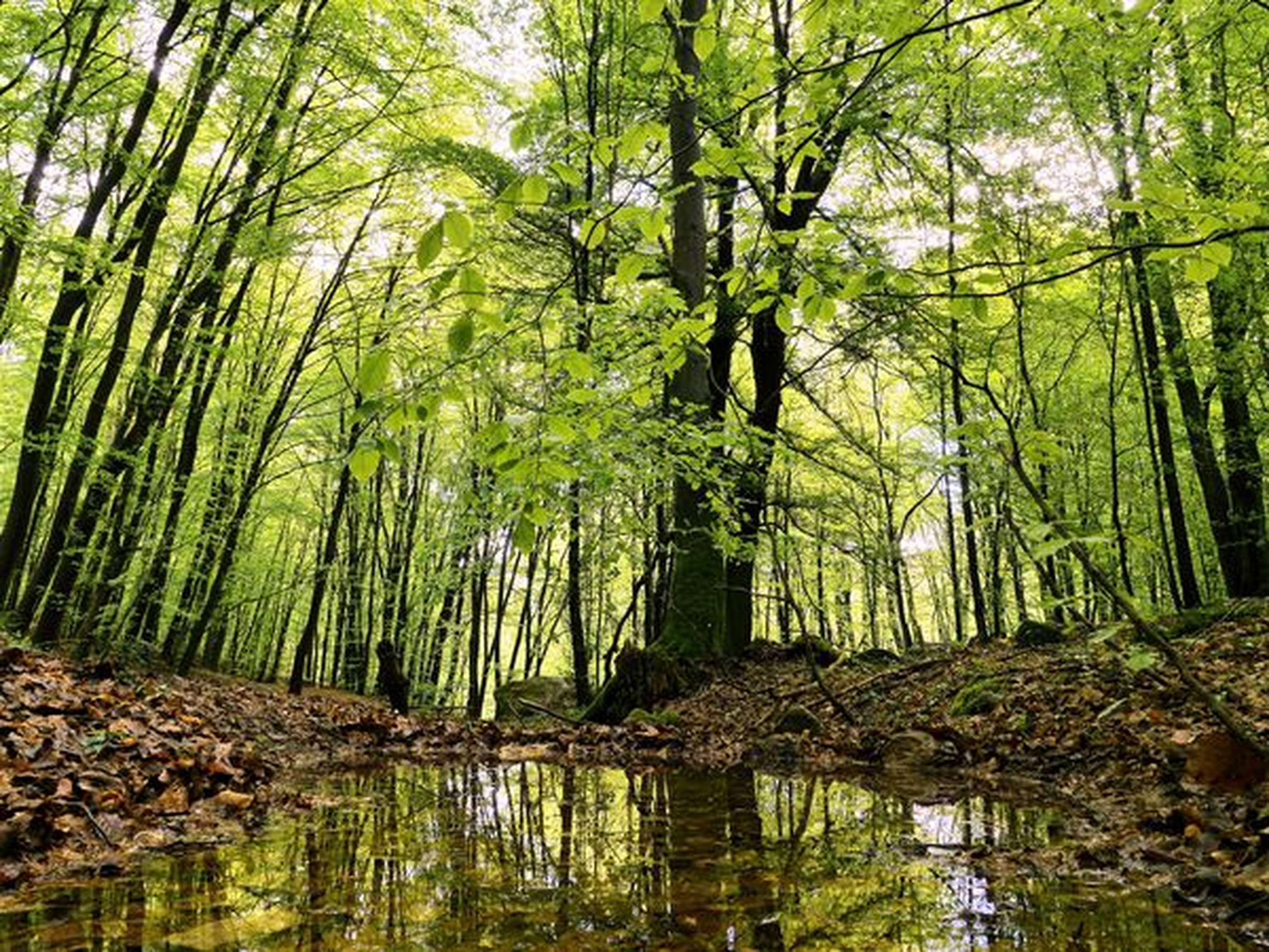 Feuchtbiotope und Tümpel verbessern die Bodenfeuchte im Wald.