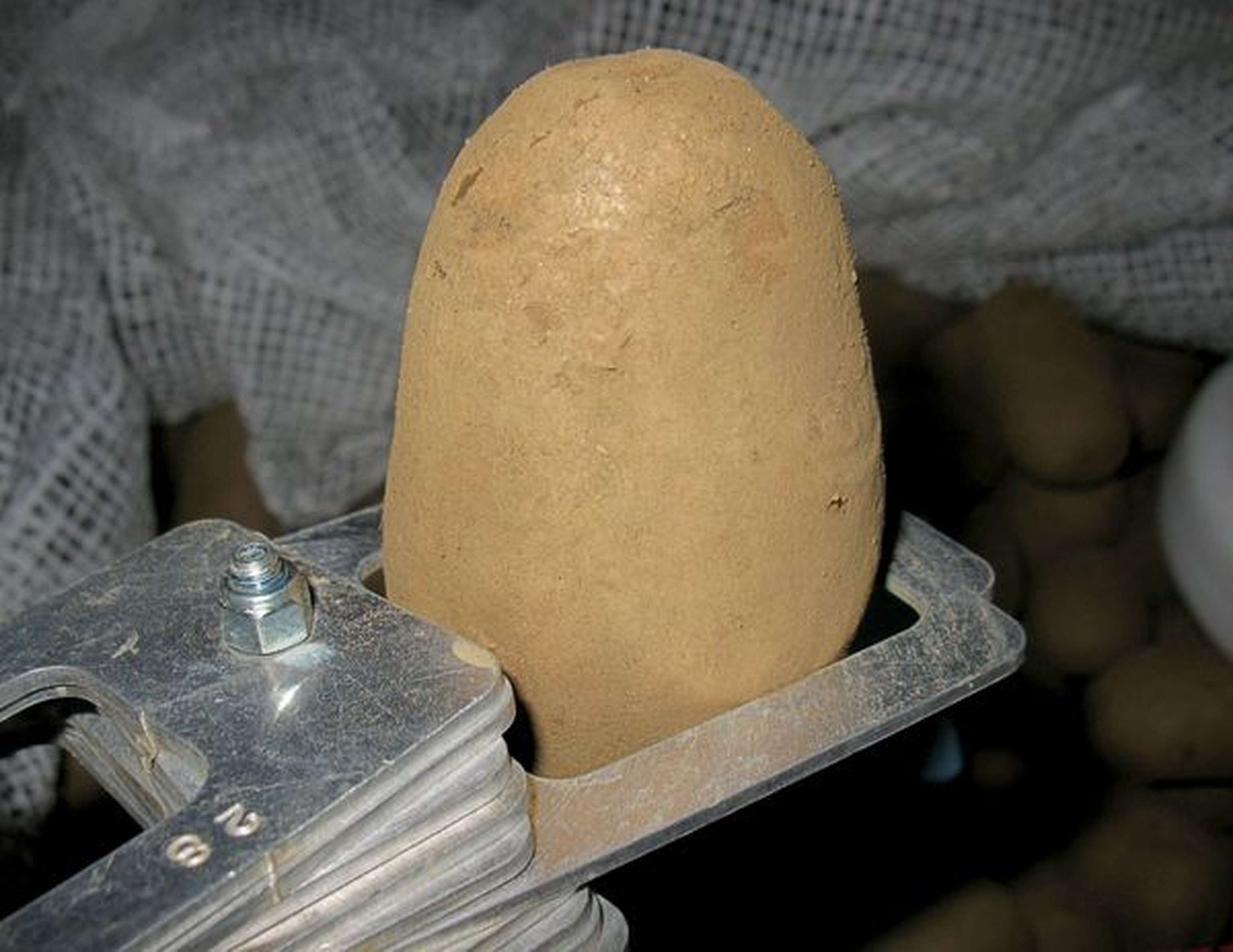 Gebrochen sortiertes Pflanzgut hat engere Größentoleranzen.