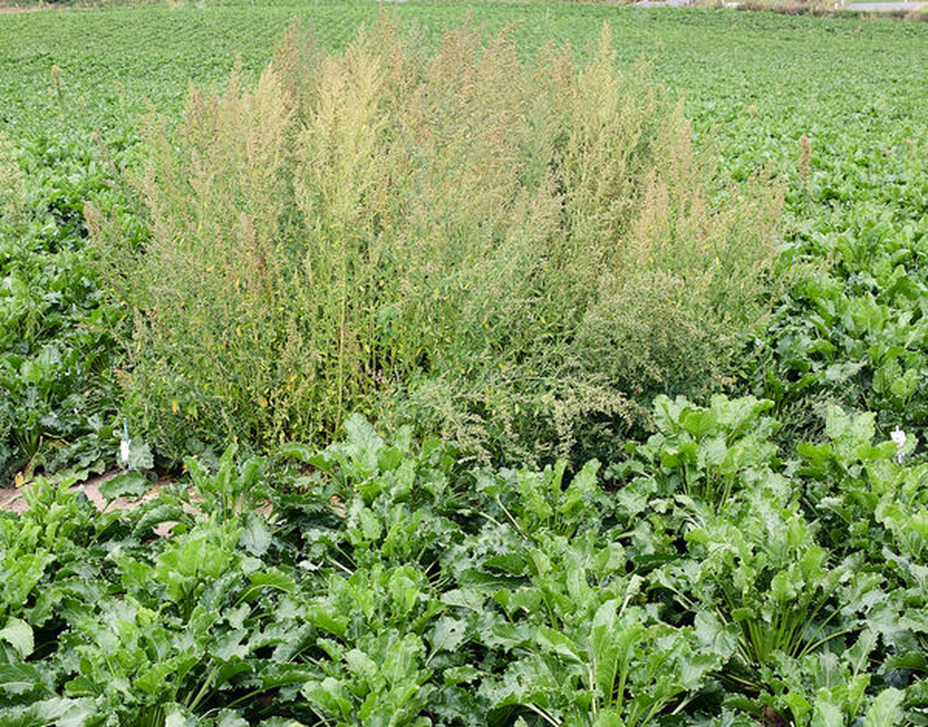 W02 230921 ZR Herbizid