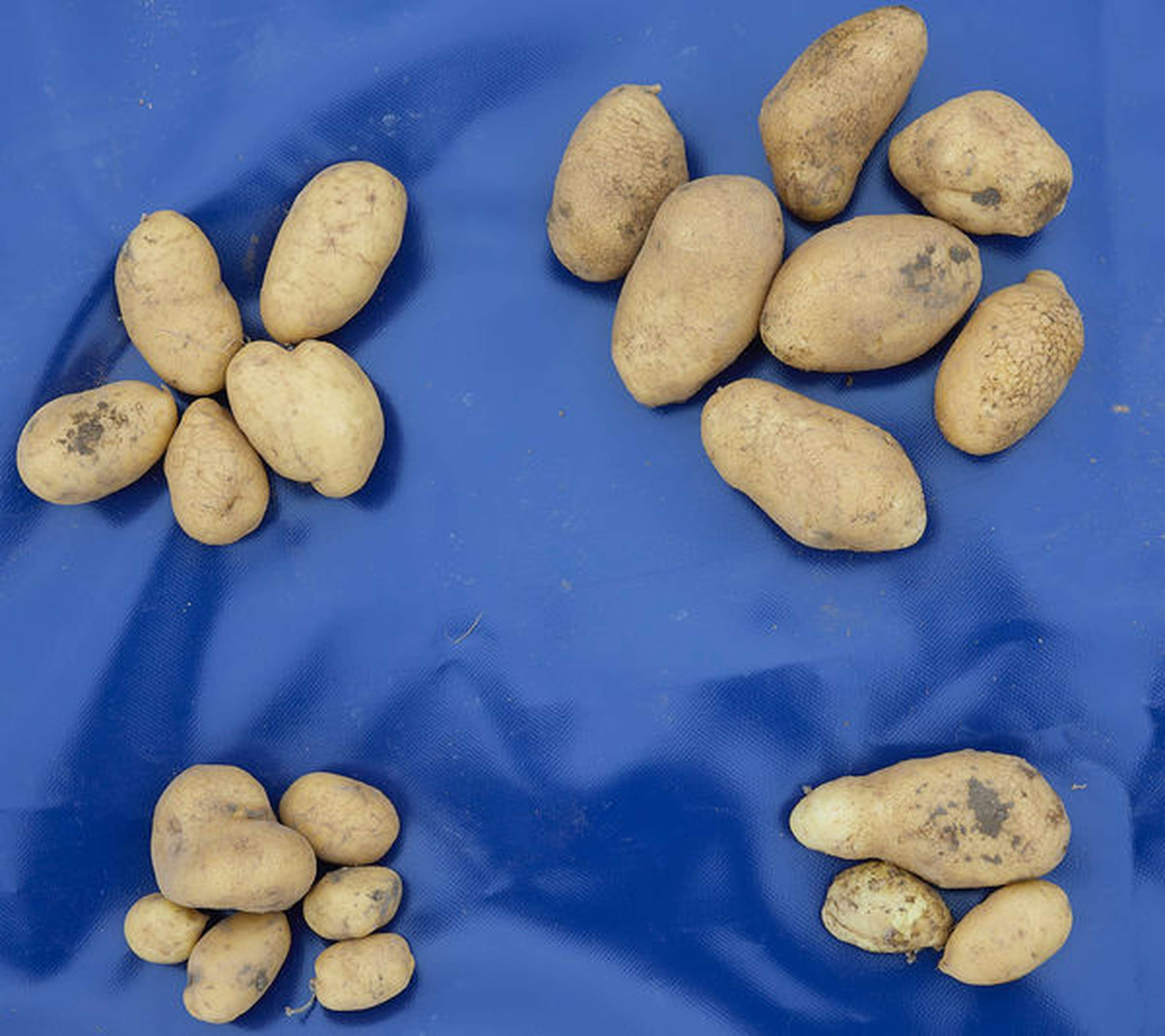 W05 230921 Kartoffel Behandelt Unbehandelt