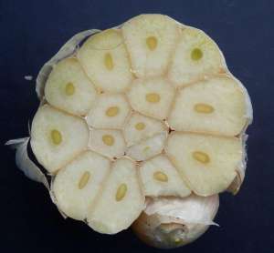 2340 W02 Softneck Knoblauch