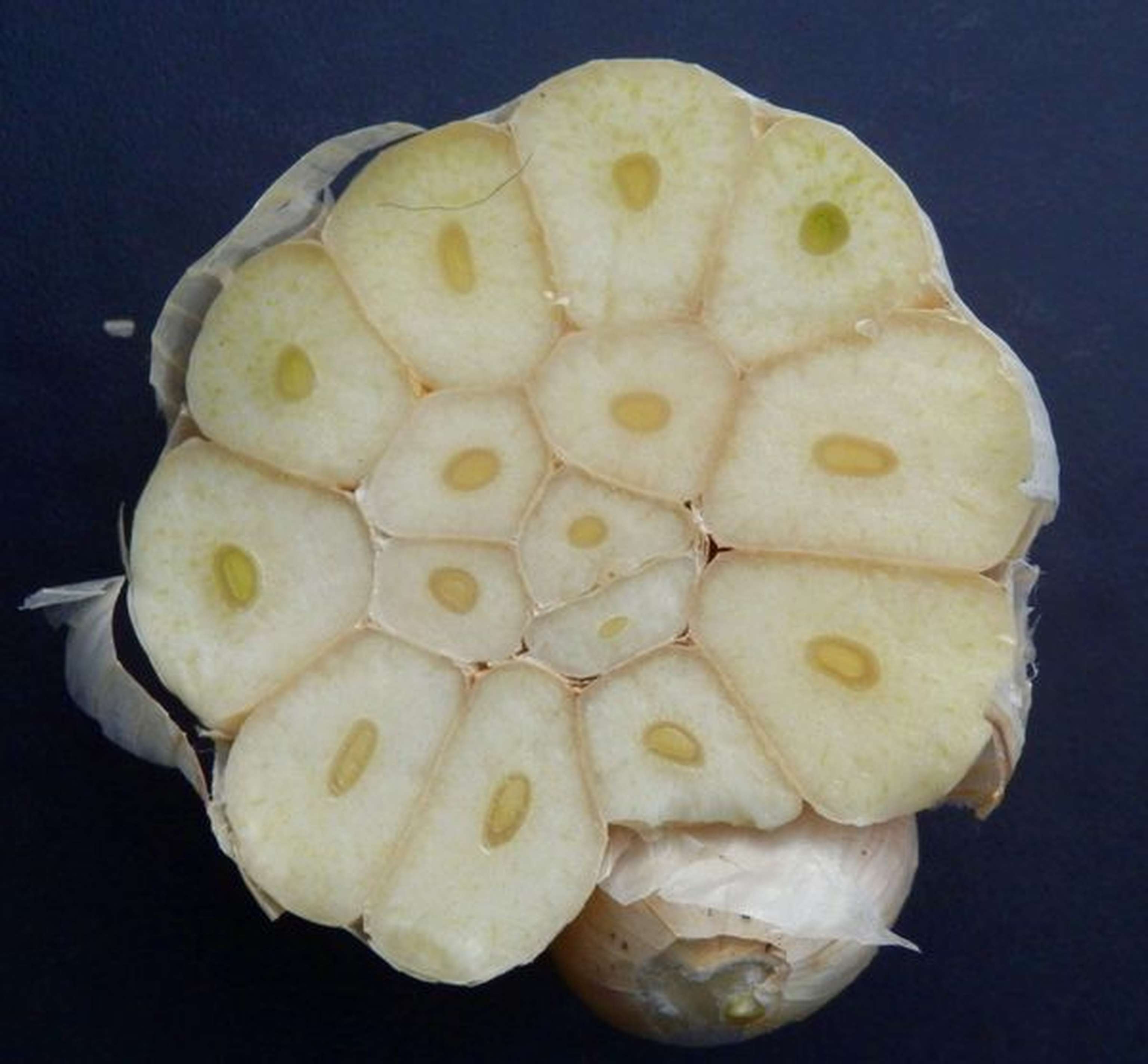 2340 W02 Softneck Knoblauch