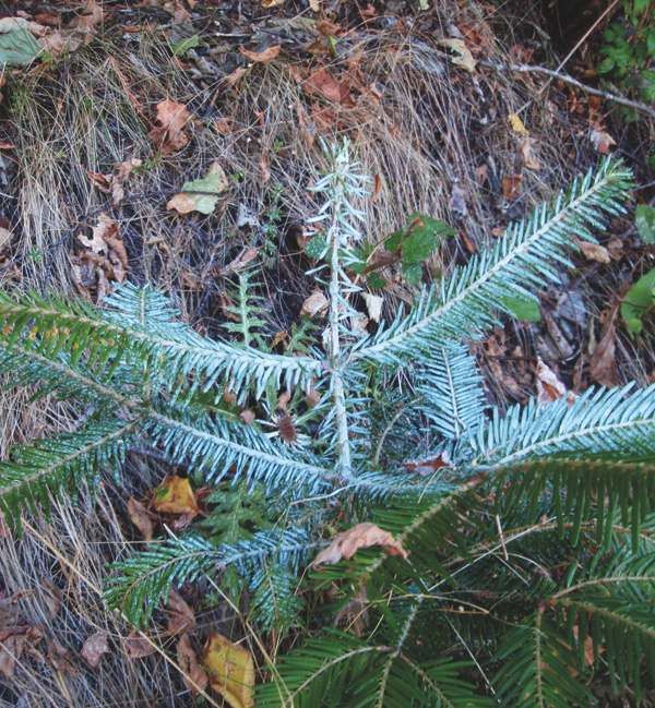 W Behandelter Jungbaum 2