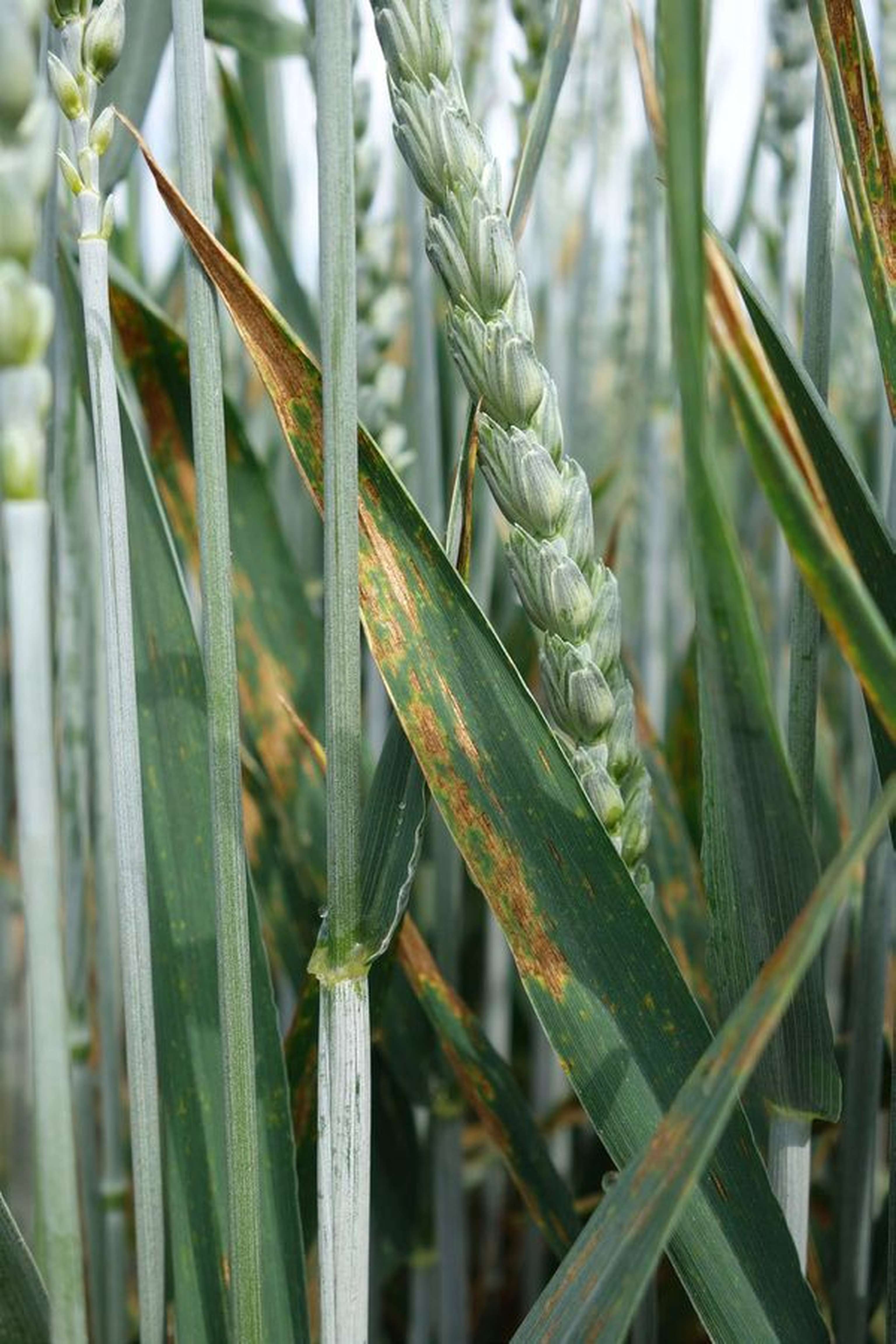 2341 W02 Septoria Tritici BASF