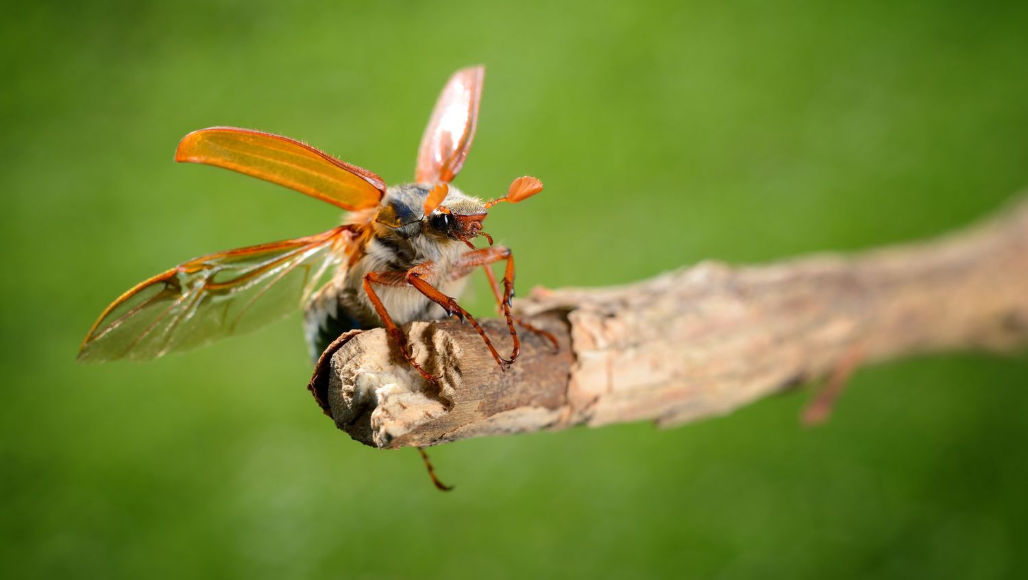 Für gewöhnlich fliegen Maikäfer in einem Abstand von drei Jahren. Doch nun dürfte sich eine Population mit Zweijahres-Rhythmus etabliert haben.