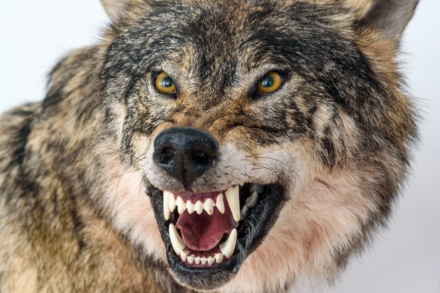 Grin Of A Wolf Close Up