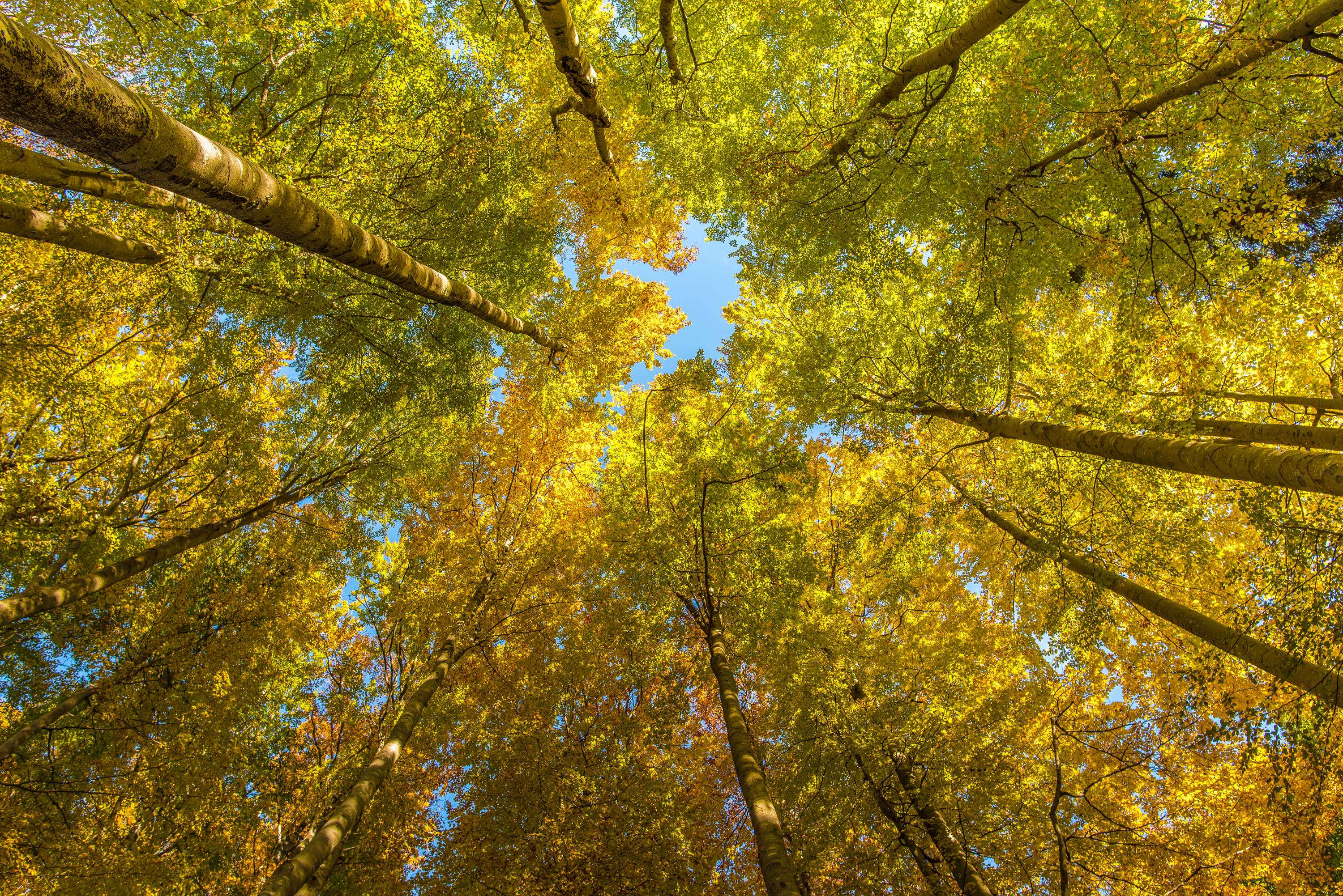 Buchen_Herbstlaub