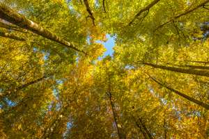 Buchen_Herbstlaub