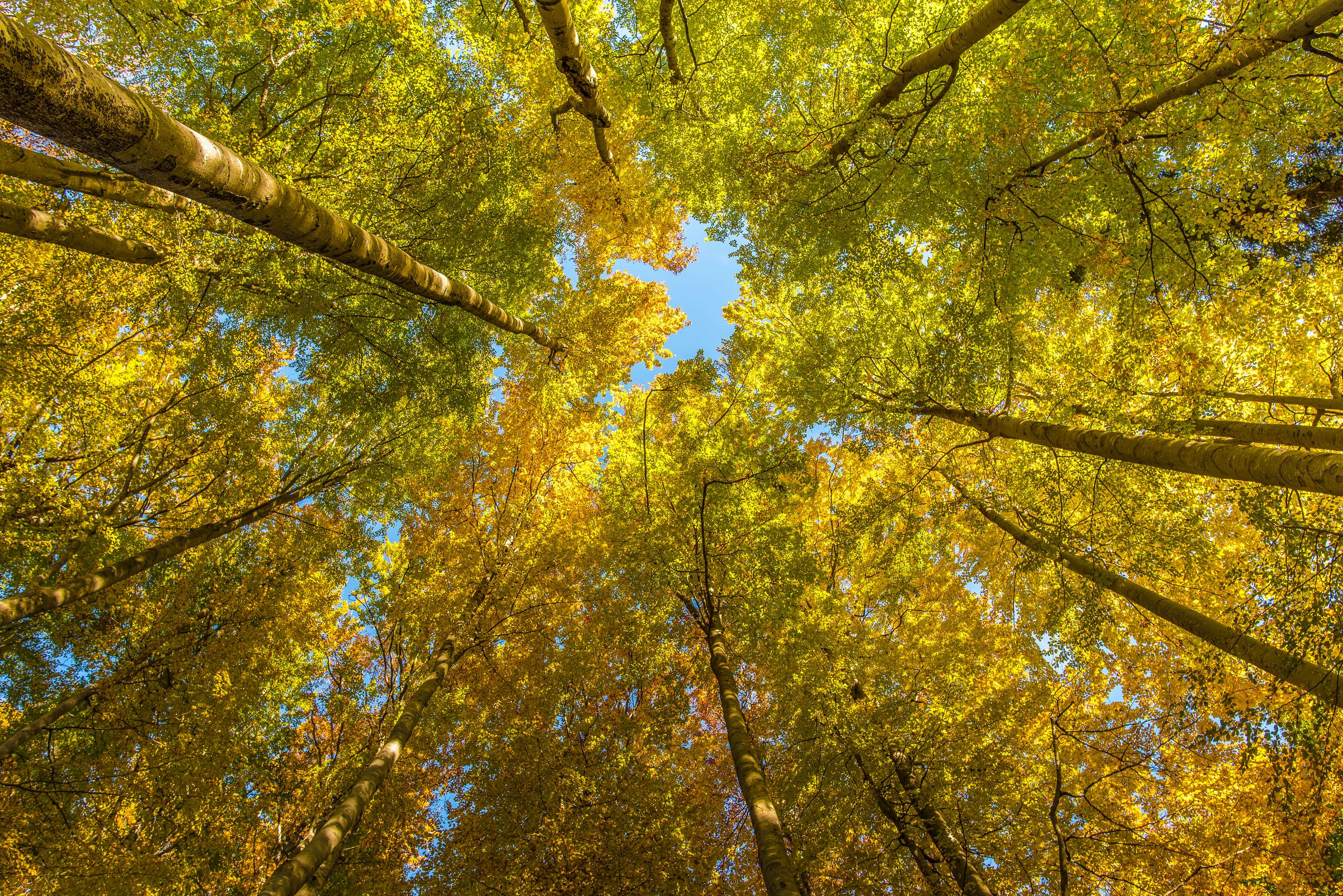 Buchen_Herbstlaub