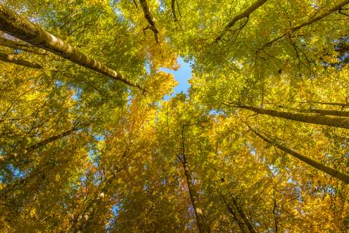 Buchen_Herbstlaub