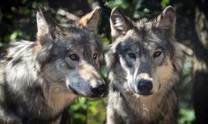 Wolf 2984865