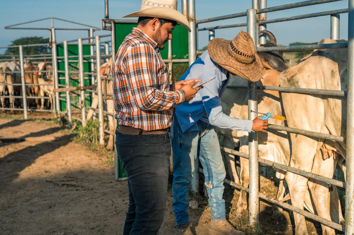 Zwei Männer behandeln Rinder in Südamerika