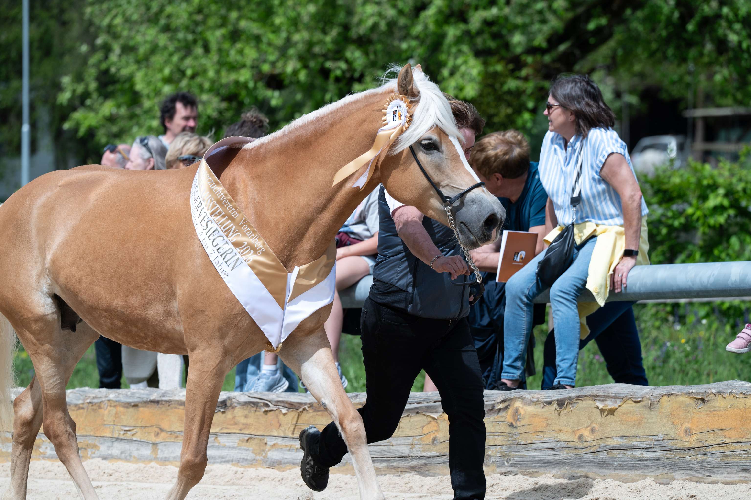 Haflinger Vorarlberg