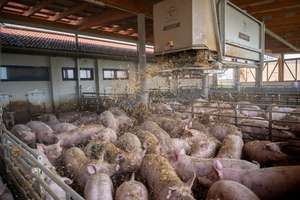 Einstreuroboter verteilt Stroh im Schweinestall