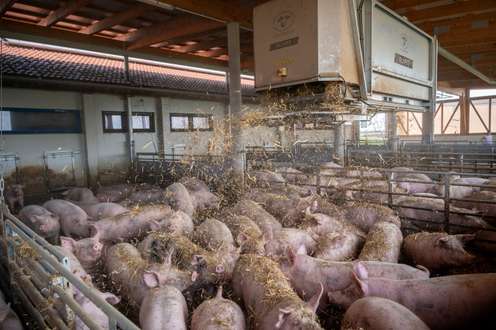 Einstreuroboter verteilt Stroh im Schweinestall