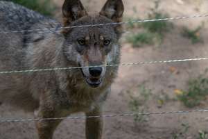 Wolf hinter Weidezaun
