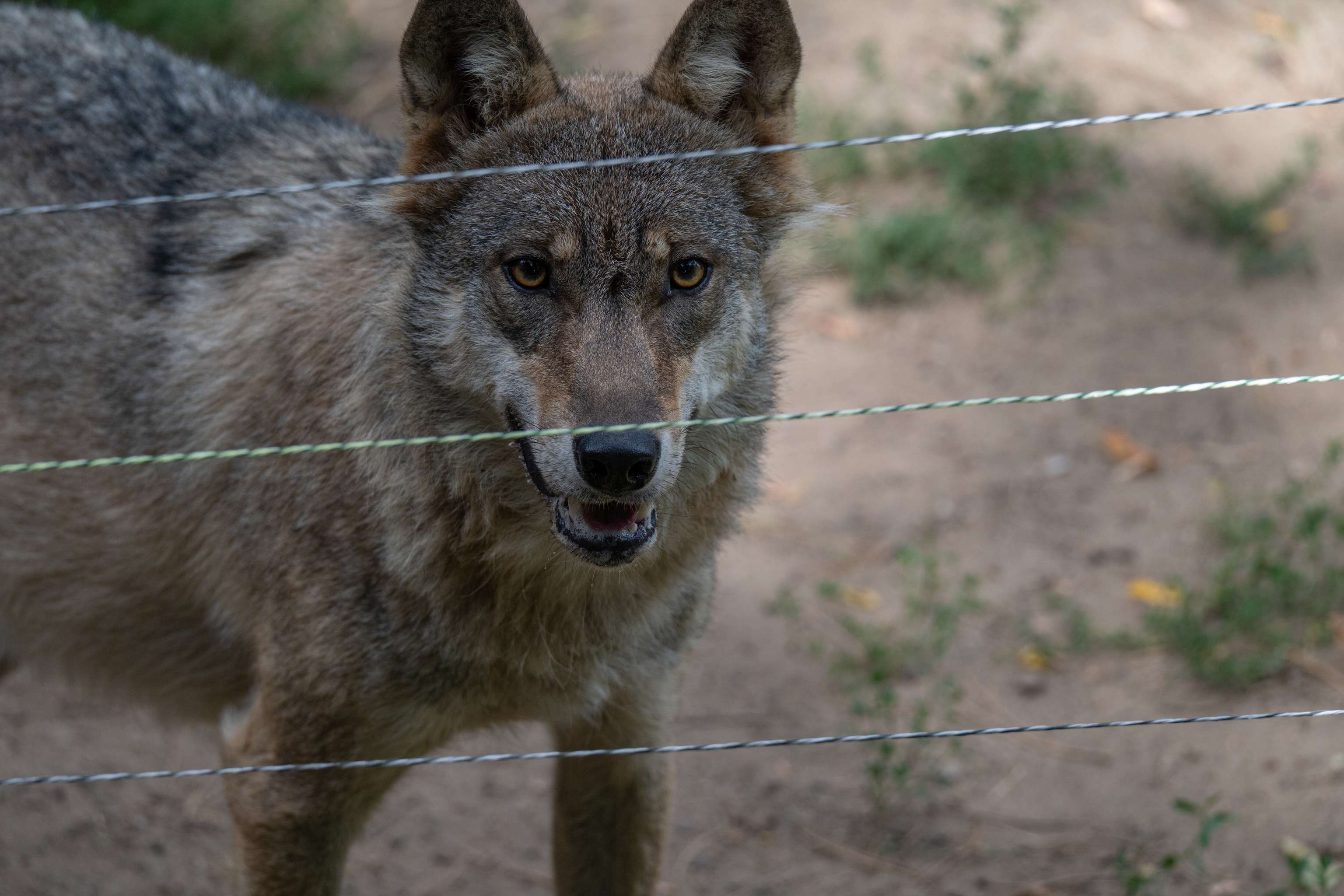 Wolf hinter Weidezaun
