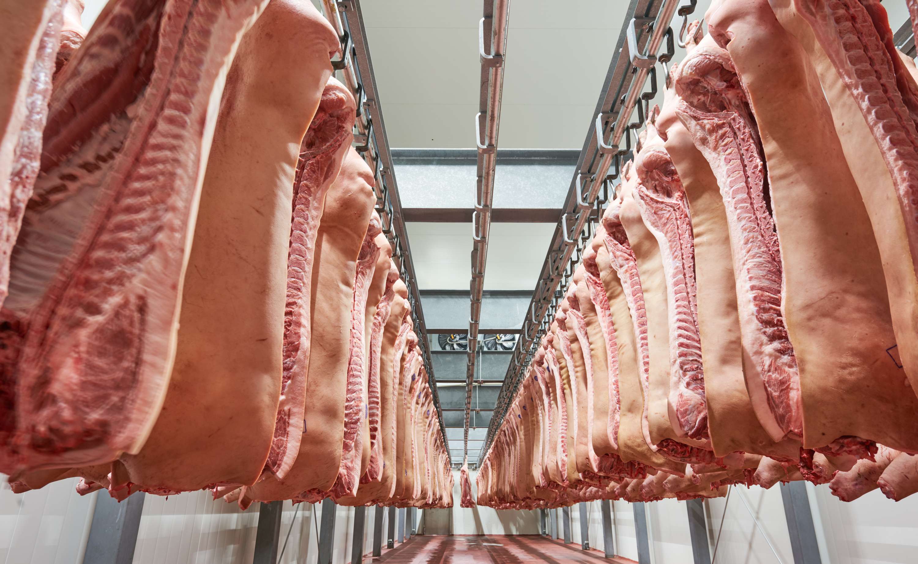 Schlachthälften Schwein im Kühlhaus