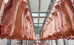 Schlachthälften Schwein im Kühlhaus