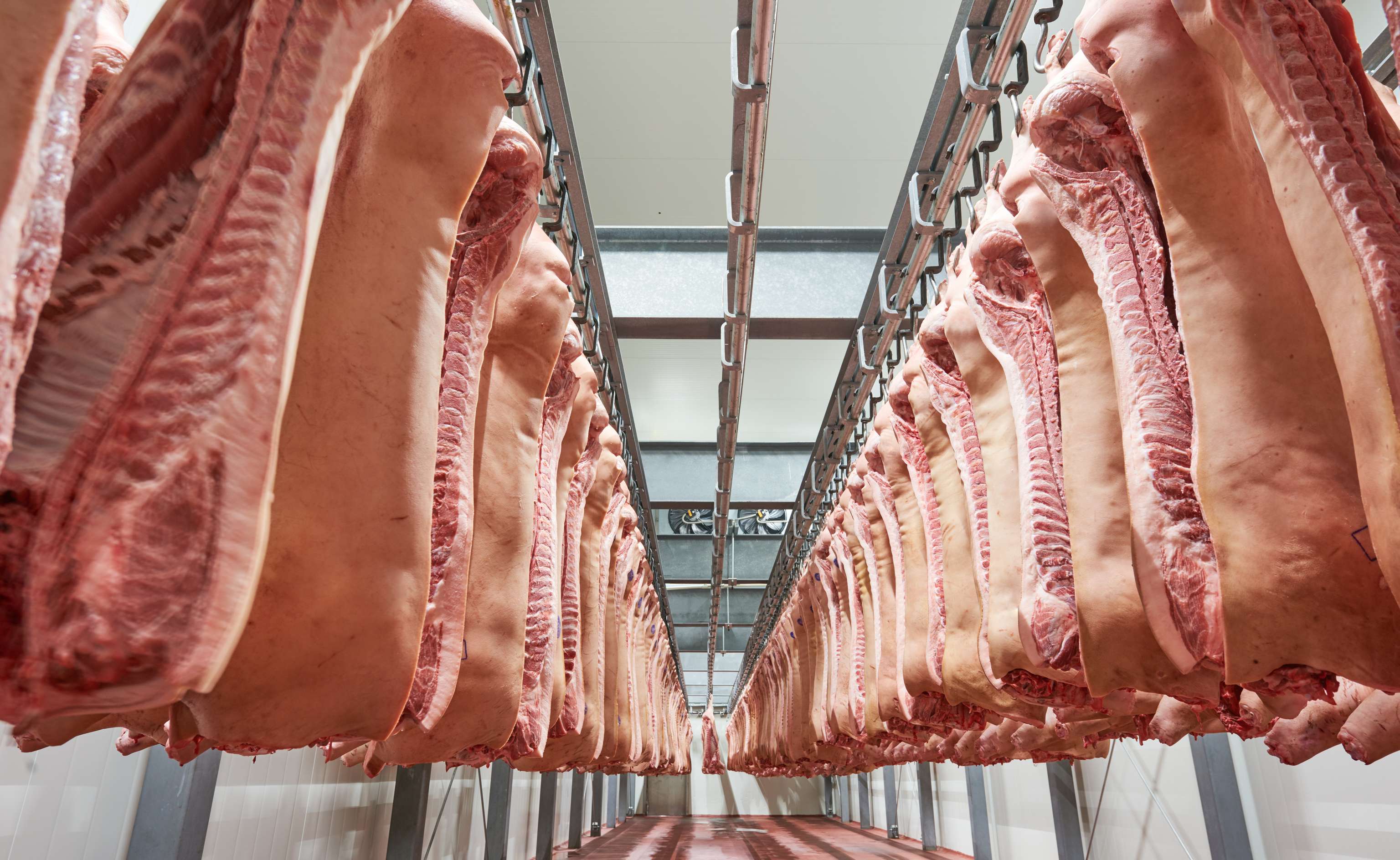 Schlachthälften Schwein im Kühlhaus