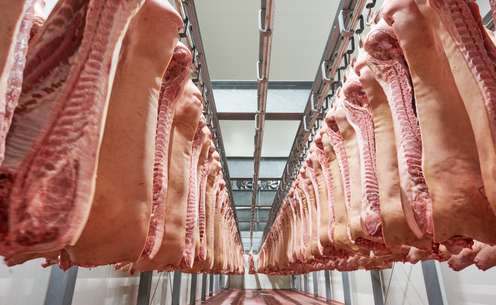 Schlachthälften Schwein im Kühlhaus