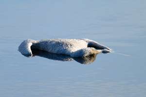 Toter Schwan