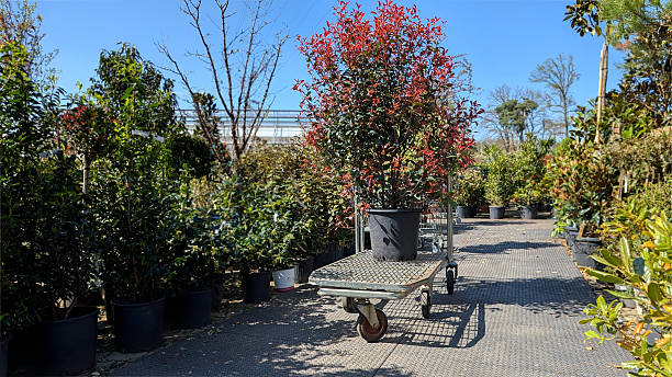 Bild 1 von Anzeige: Erd und Teichebau Friedhofs und Ziergärtnerei 