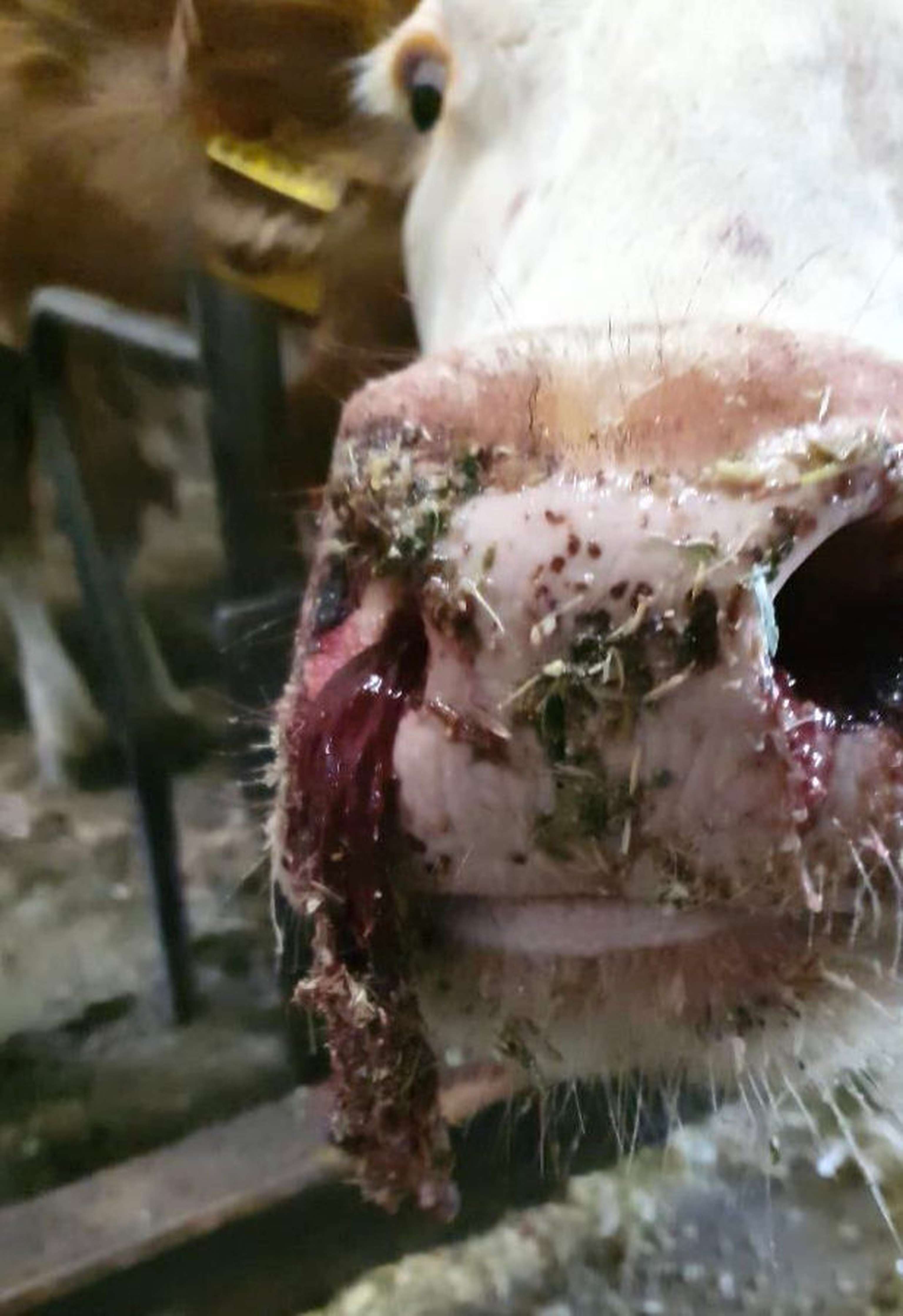 2242 W Thrombose Blut