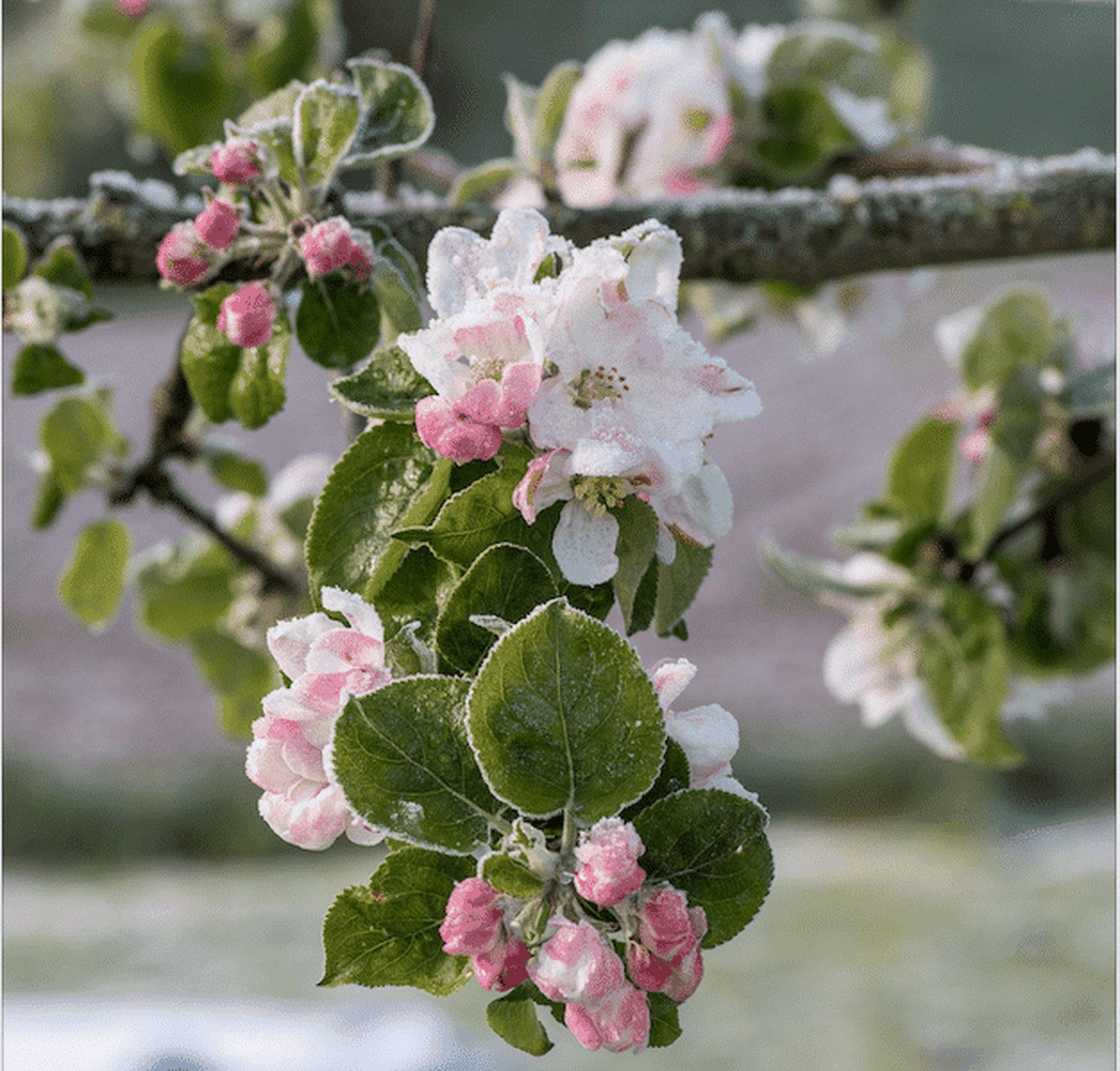 Spätfrost setzt den Obstbaumblüten zu.