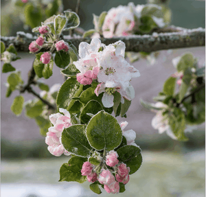 Spätfrost setzt den Obstbaumblüten zu.
