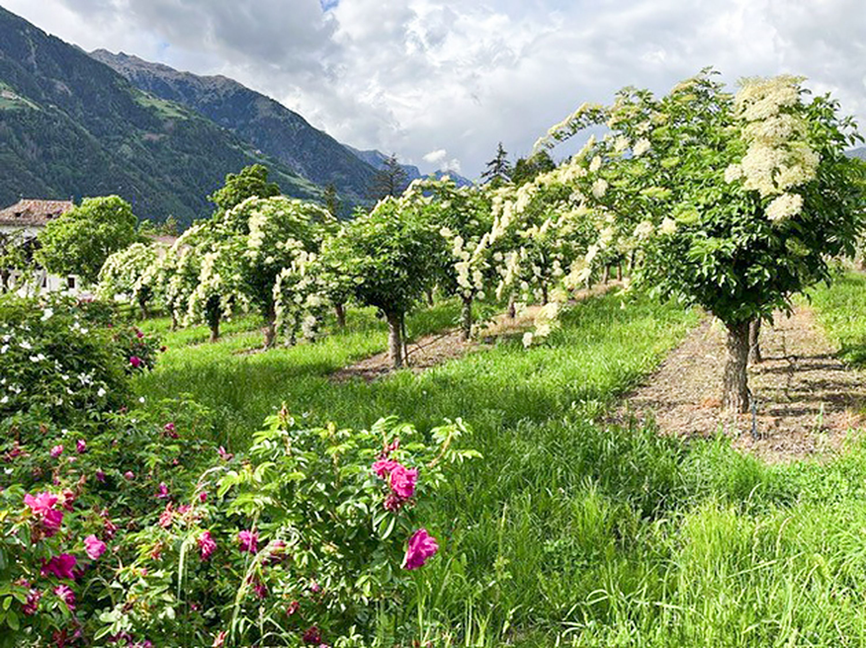 Die Holunderblüte beginnt jedes Jahr Mitte Mai unmittelbar „nach den vier Eisheiligen“ und dauert bis Anfang Juni.