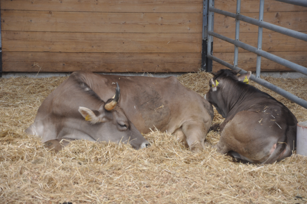 DSC_9606-1-632x420.png