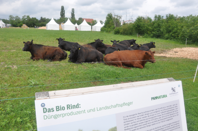DSC_9608-1-632x420.png