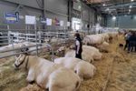 Weitläufige Tierschauen