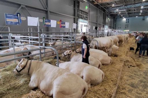 Weitläufige Tierschauen