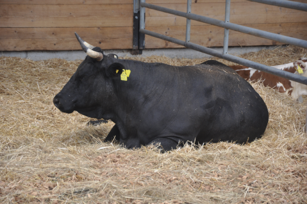 DSC_9602-1-632x420.png
