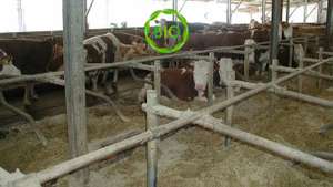 stallkalke-bio.jpg