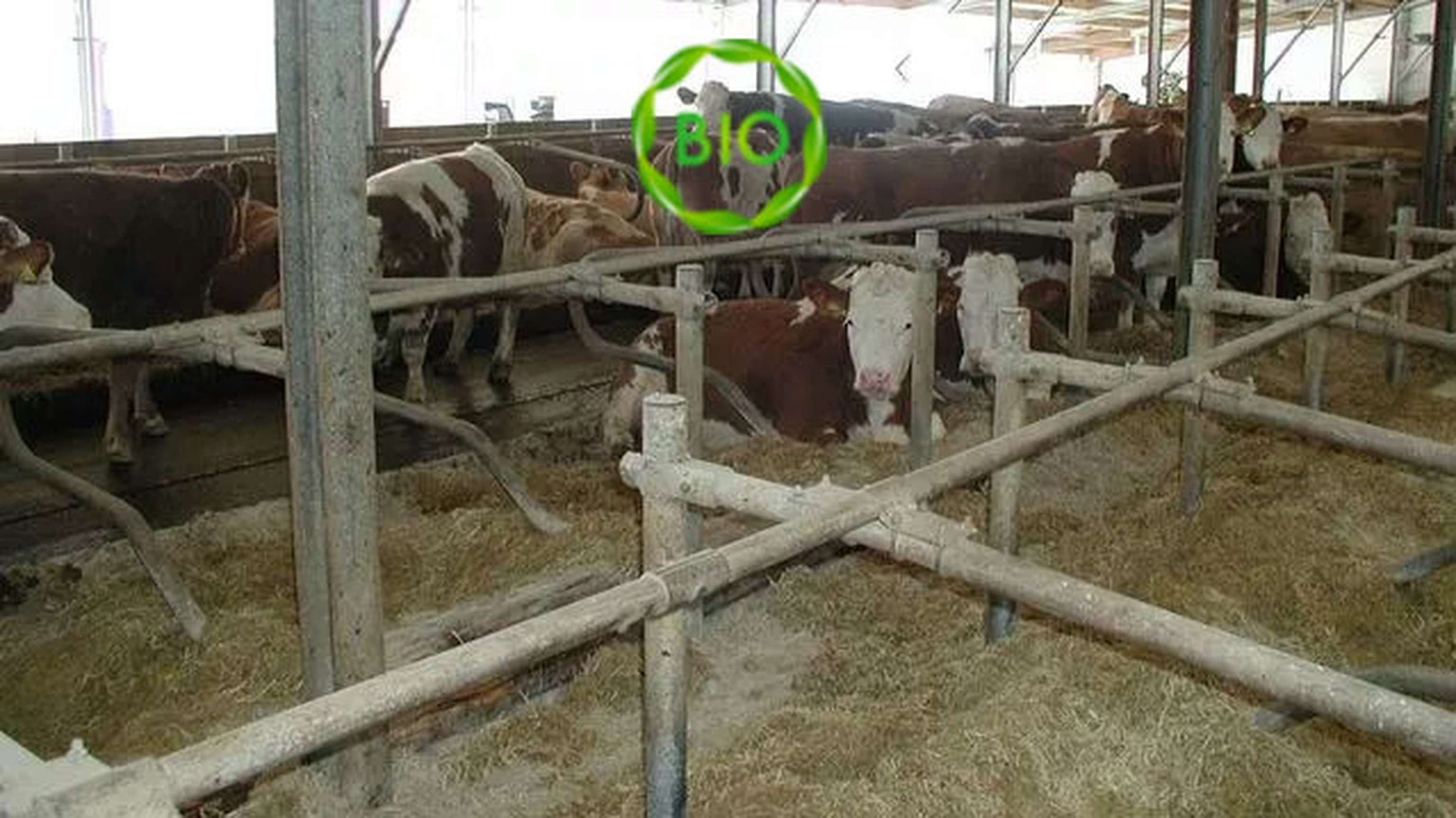 stallkalke-bio.jpg